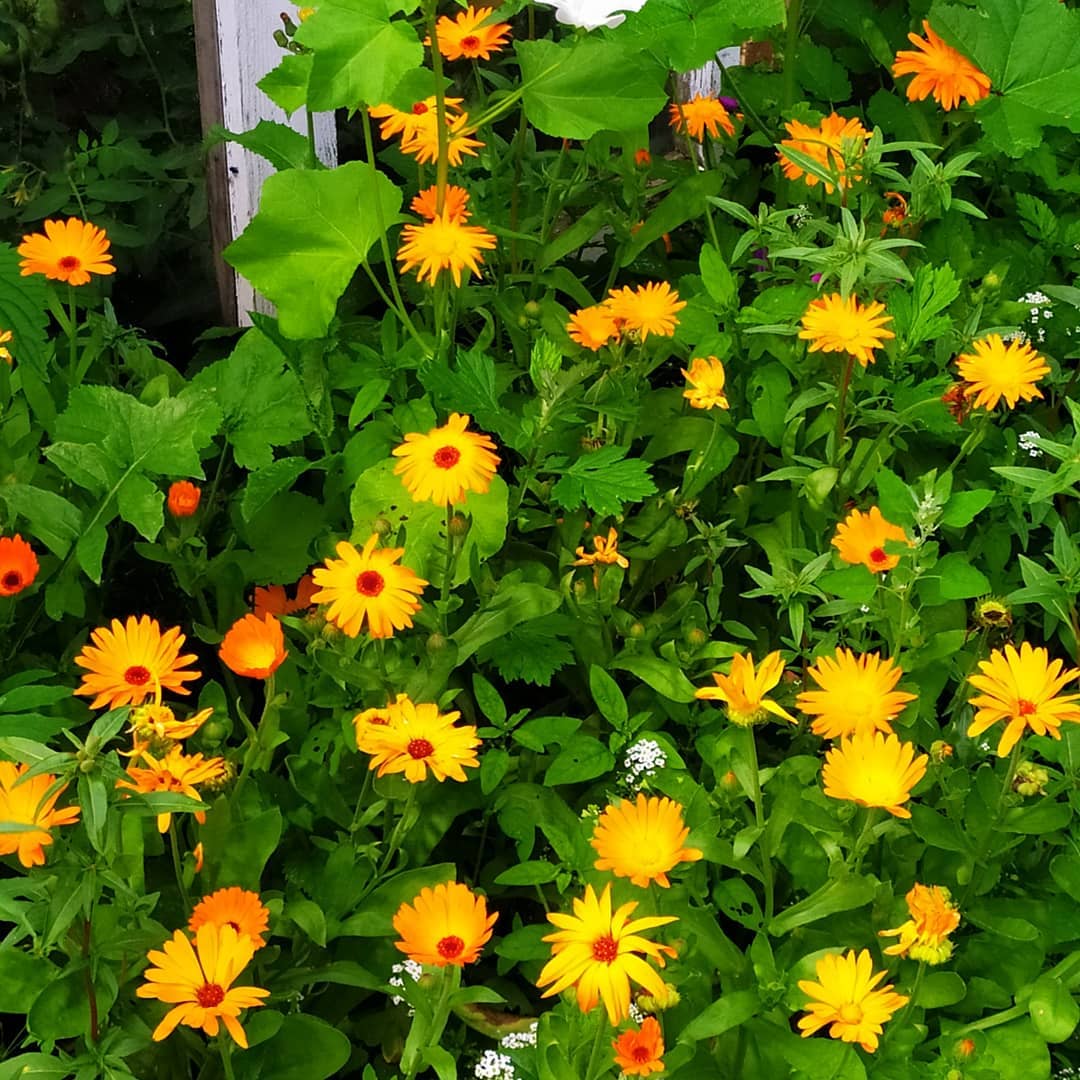sukhovvladimir2 в LOOKY. #flowers. #flowers
