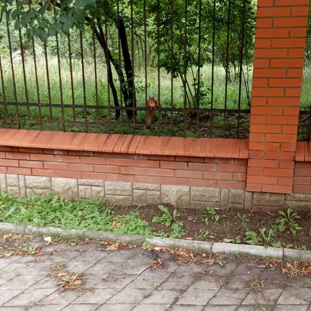mariya_smetanina в LOOKY. . Найди белку)