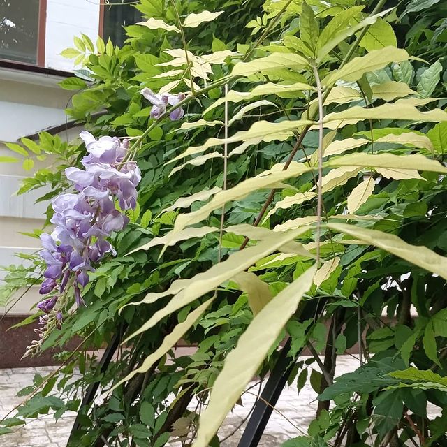 mariya_smetanina в LOOKY. . Время глицинии.