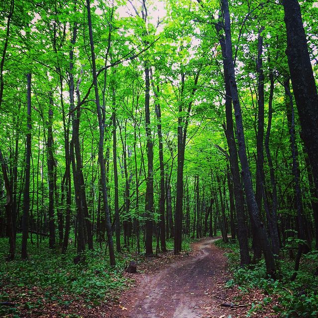 winterpersonage в LOOKY. #iphoneonly,#forest,#nature,#adventure. #iphoneonly #forest ...