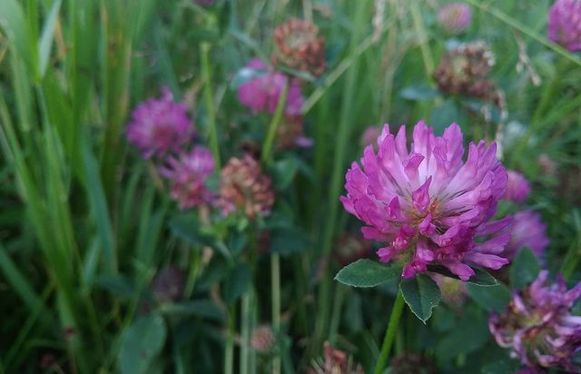 __macro_life__ в LOOKY. #клевер,#полевой,#clever,#flower,#цветок,#flowerstagram,#ista,#macro,#2020,#nature,#smartphone,#redmi,#summer,#june,#лето,#нателефон,#июль,#makrofotografie,#work,#__macro_life__,#makro,#беларусь🇧🇾,#belarusgram,#fallowme,#pleasefollowme,#fallow,#oshmyany,#naturephotography,#aftertco. .
.
#клевер #полевой...