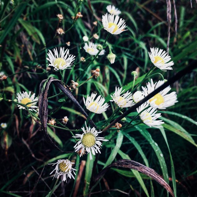 winterpersonage в LOOKY. #iphoneonly,#nature,#adventure,#chamomile. #iphoneonly #nature ...