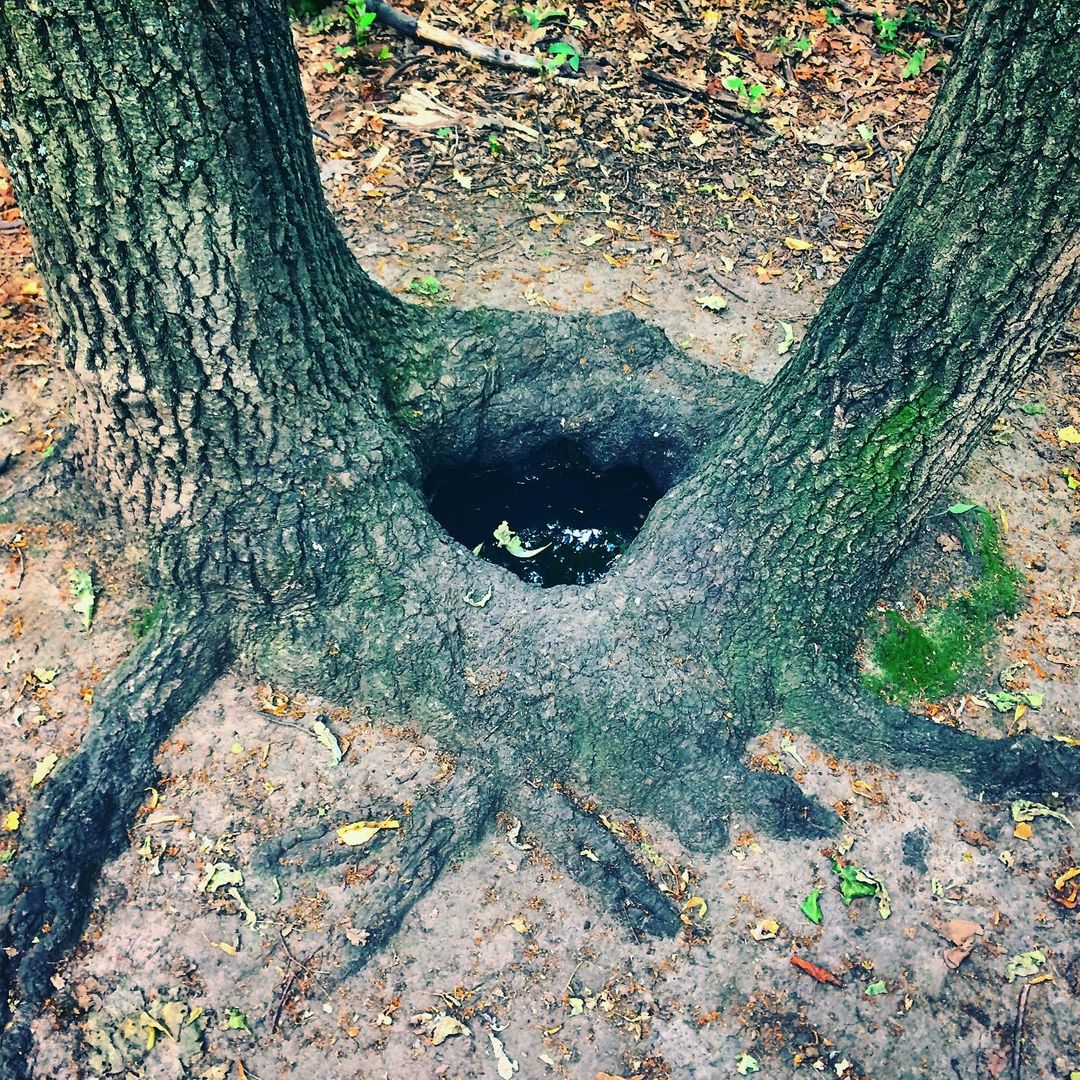 winterpersonage в LOOKY — The Forest’s well 〰️ #iphoneonly #nature #forest #adventure