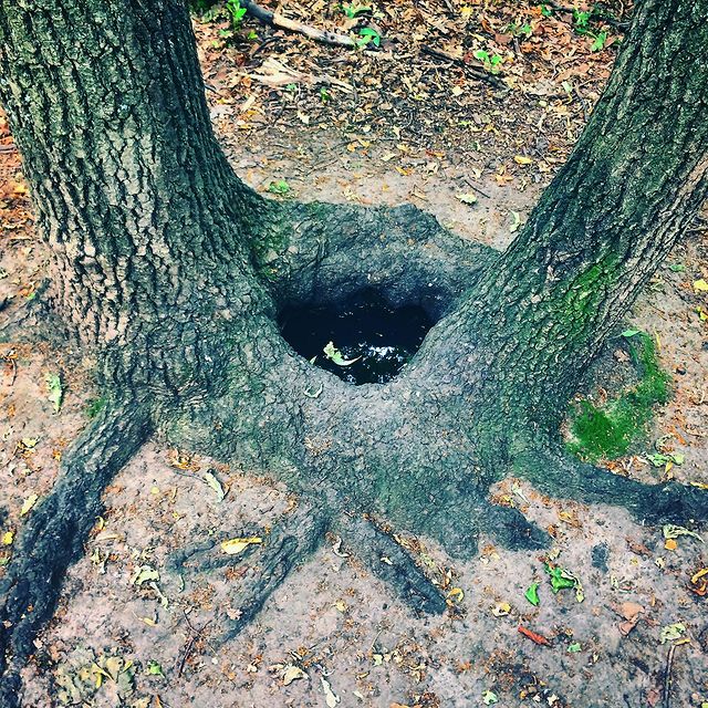 winterpersonage в LOOKY. #iphoneonly,#nature,#forest,#adventure. The Forest’s well 〰️...