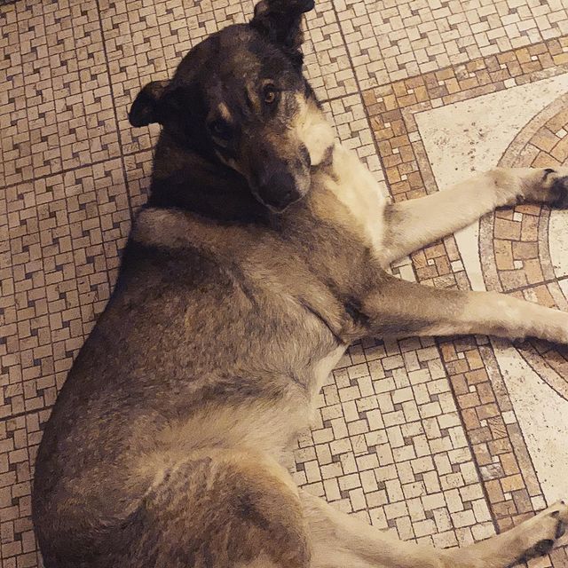 _lyubavina_ в LOOKY. #собакадруг,#пес,#другчеловека,#любимка♥️. 40 кг мохнатого счас...