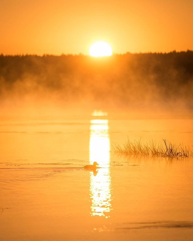 photo_mihalych в LOOKY. #утка,#утки,#duck,#lovelybird#birdworld,#beautifulbirds,#instabirds,#instabird,#birdlovers,#birdlover#birds_nature#nature,#wildlifephotography#naturephotography,#birds#nuts_about_birds,#kings_birds,#wings#birdphotography,#birdextreme#natgeowild#igscwildlife,#photographer#your_best_birds,#instagram,#ig_myshot#wildgeography,#birdsofinstagra#planetbirds. Уточка
#утка #утки #...
