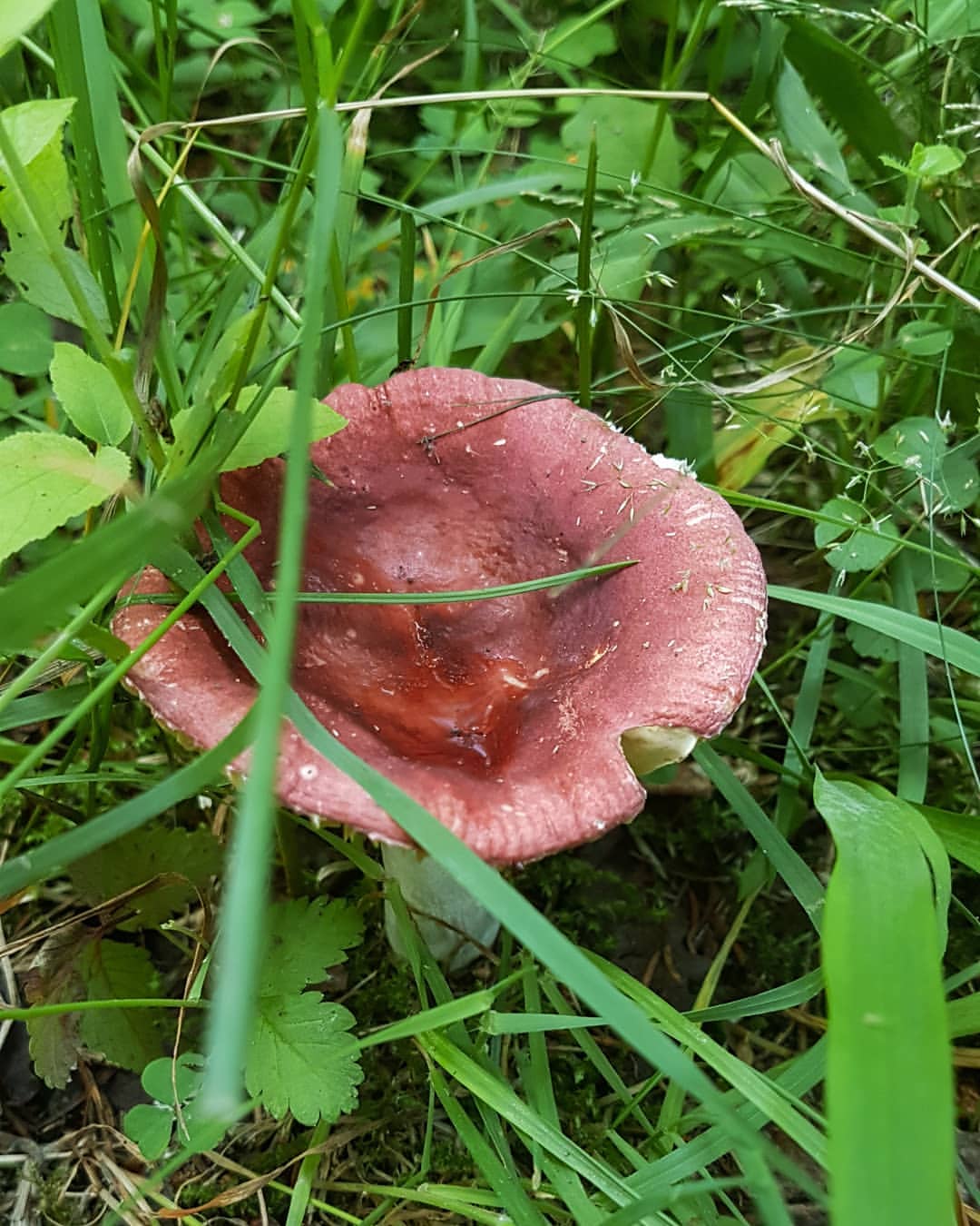 dimvortep в LOOKY — фото 2