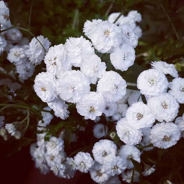 asizbekovaa.s в LOOKY. #2020,#красота,#цветы,#всебудетхорошо. Лето #2020 #красота ...