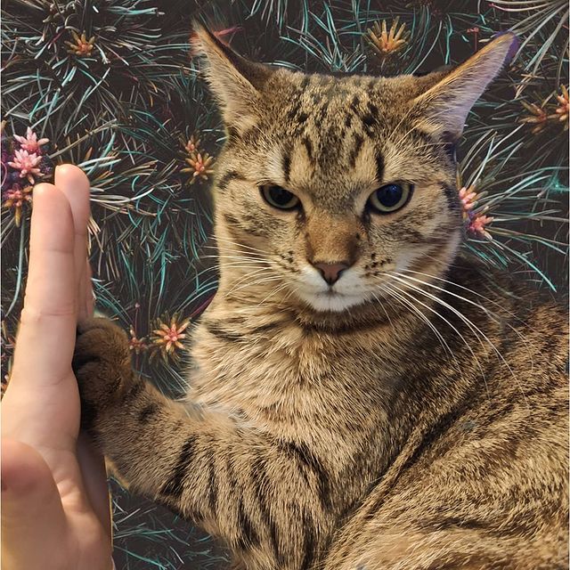 animus_vet в LOOKY. #пушистые,#пушистаяжопа,#наглыйкот,#котипес,#котенок,#пёсель. #пушистые #пушистаяж...