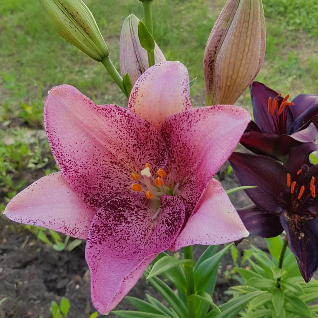 l.e._l.e.n.a в LOOKY — фото 2