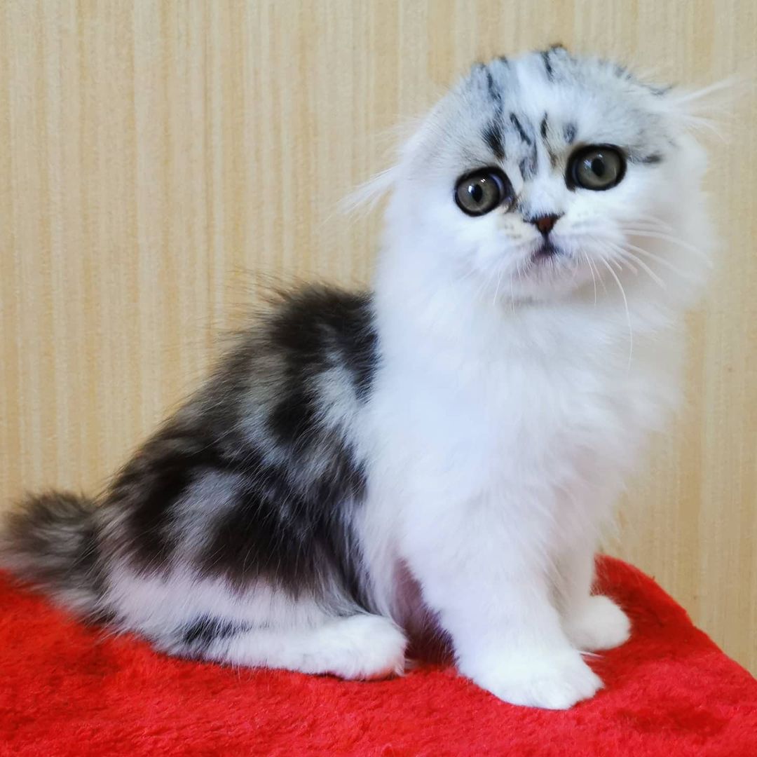 Вислоухие шотландские котята в LOOKY — фото 3