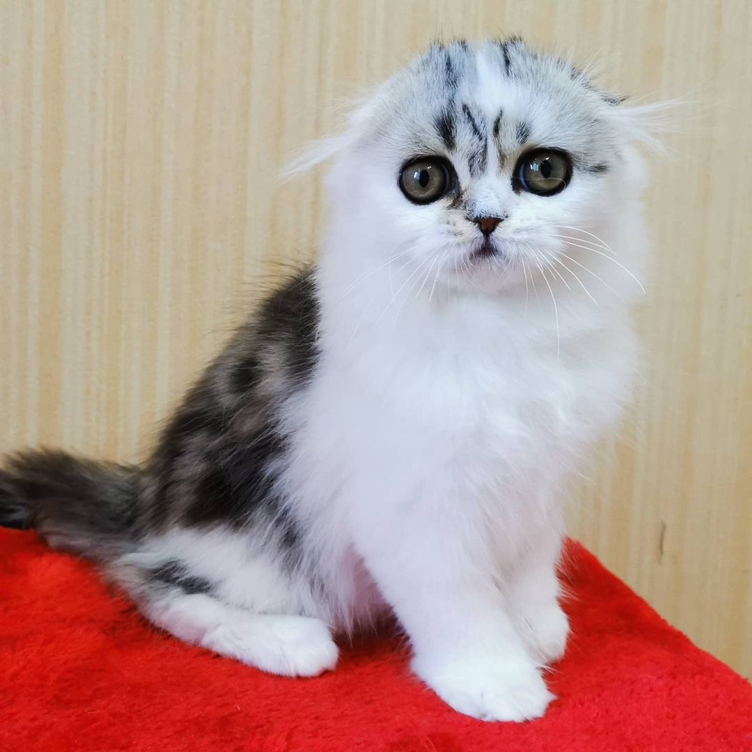 Вислоухие шотландские котята в LOOKY — фото 8