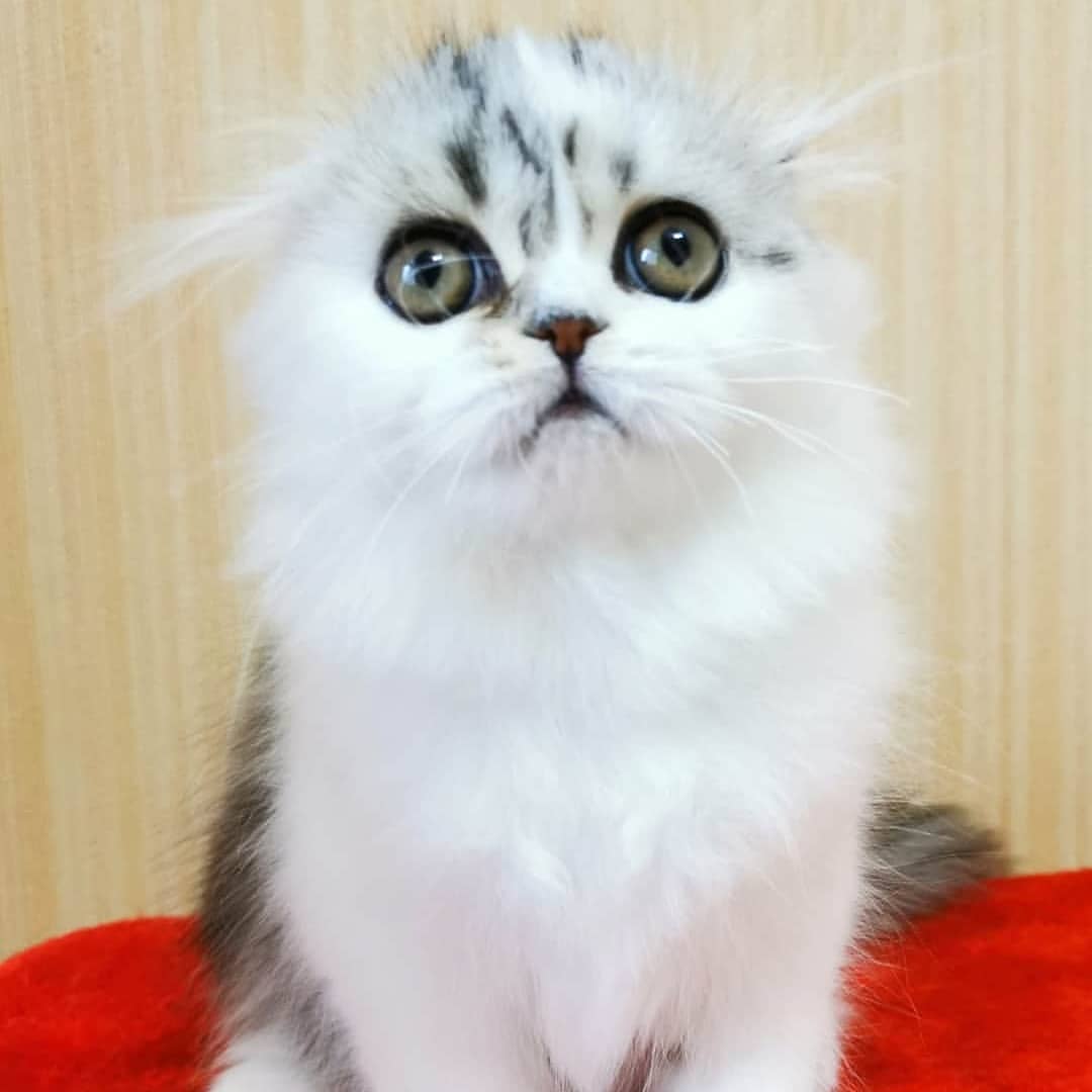 Вислоухие шотландские котята в LOOKY — фото 5