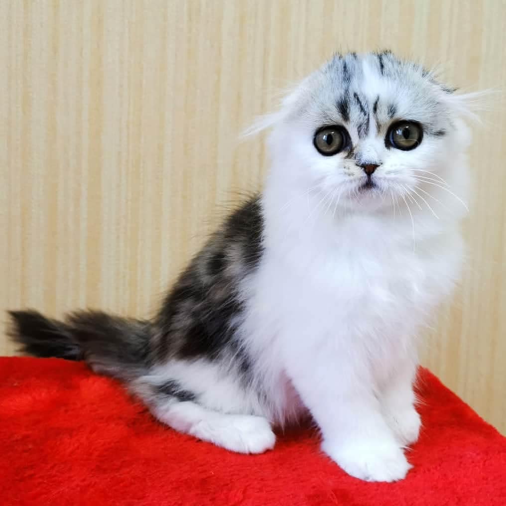 Вислоухие шотландские котята в LOOKY — фото 2