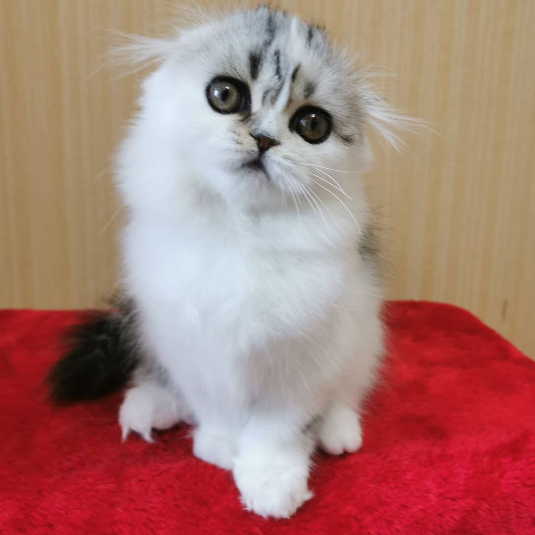 Вислоухие шотландские котята в LOOKY — фото 6