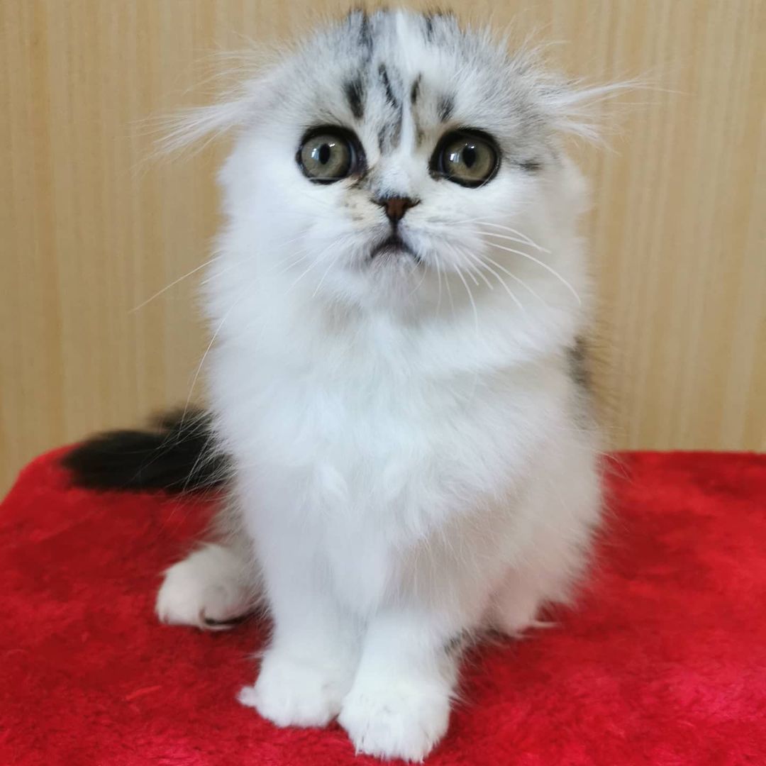 Вислоухие шотландские котята в LOOKY — фото 7