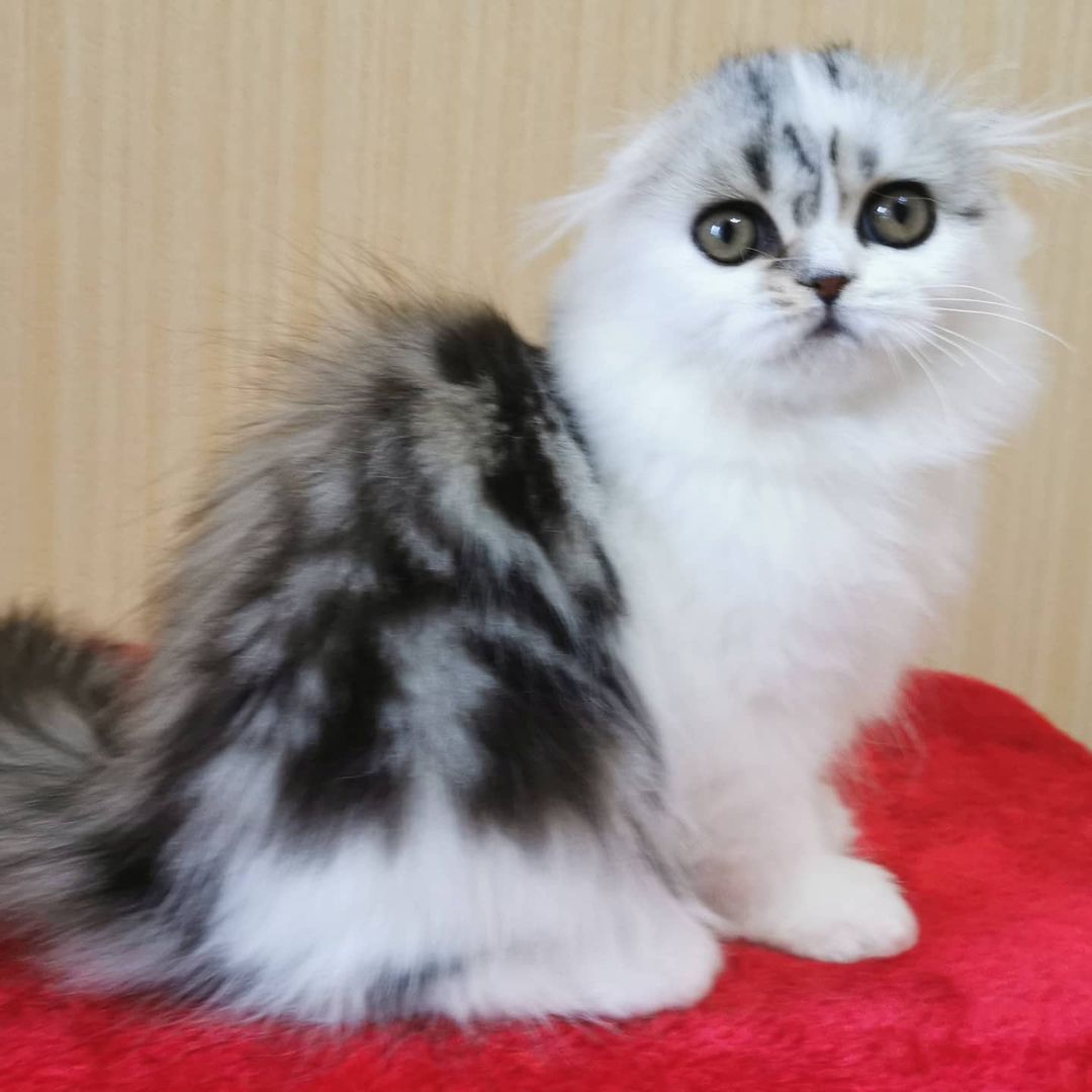 Вислоухие шотландские котята в LOOKY — фото 4