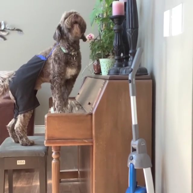 michaelg_dr в LOOKY. #dogsinging,#dogsong,#собака. #dogsinging #dogsong...