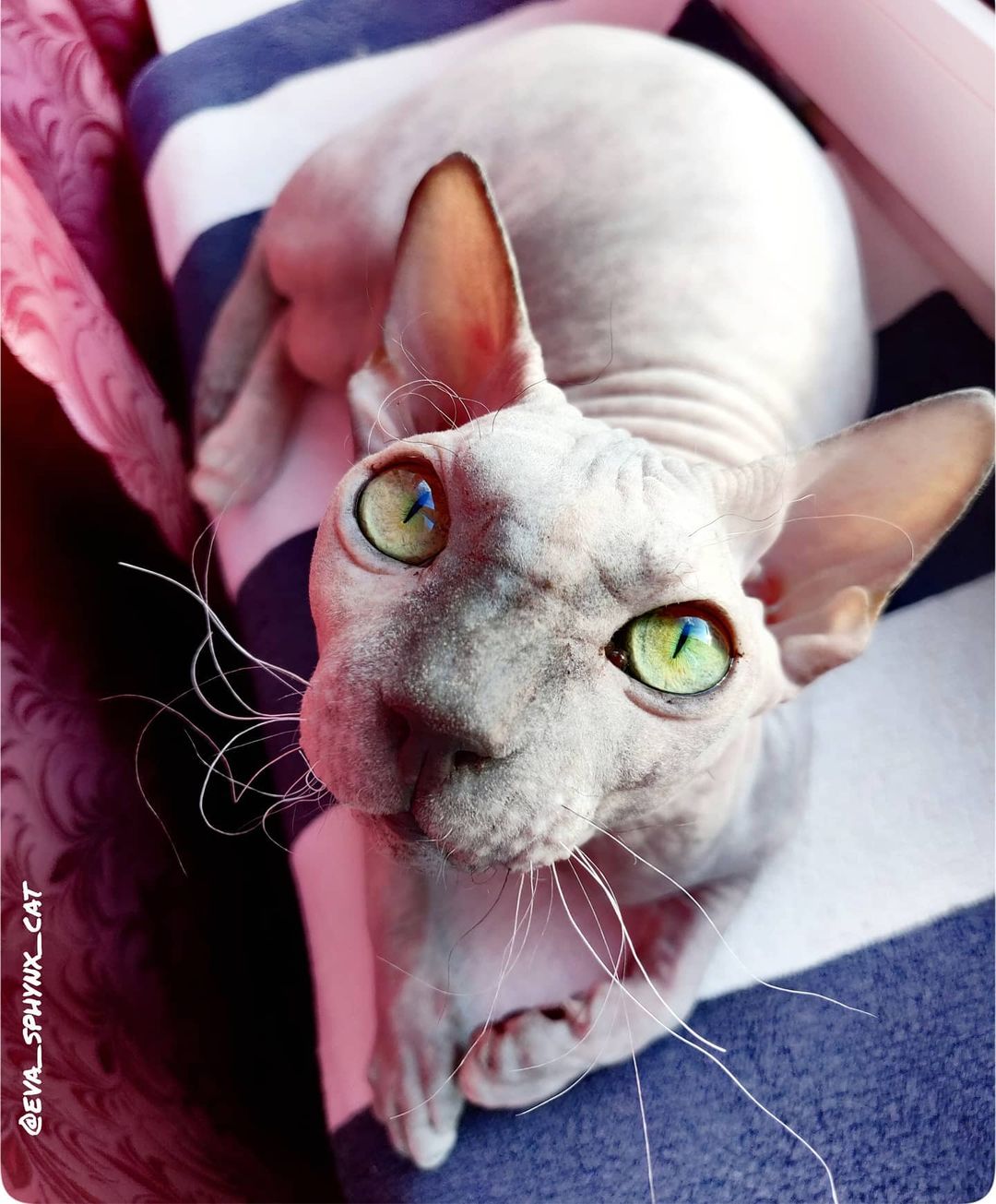 eva_sphynx_cat в LOOKY — фото 2