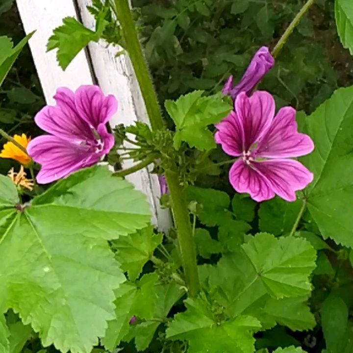 sukhovvladimir2 в LOOKY. #flowers. #flowers