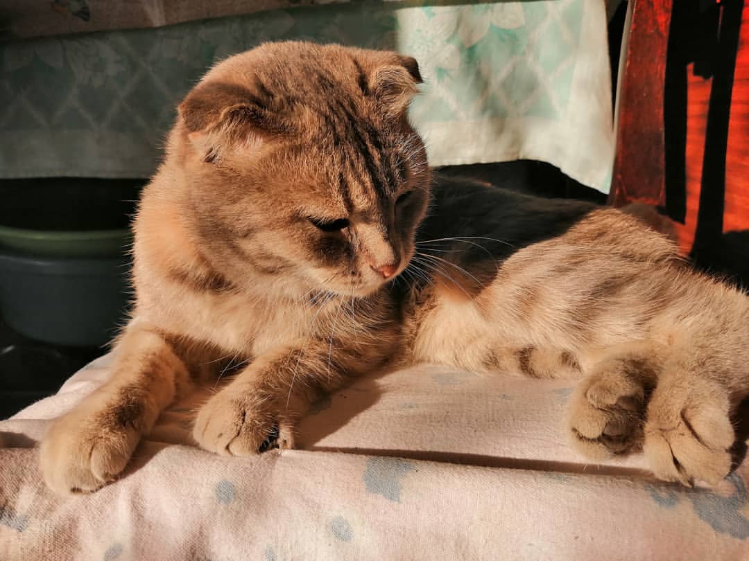 alina_suradeeva2911 в LOOKY — #Бусинка🐾🐈💛