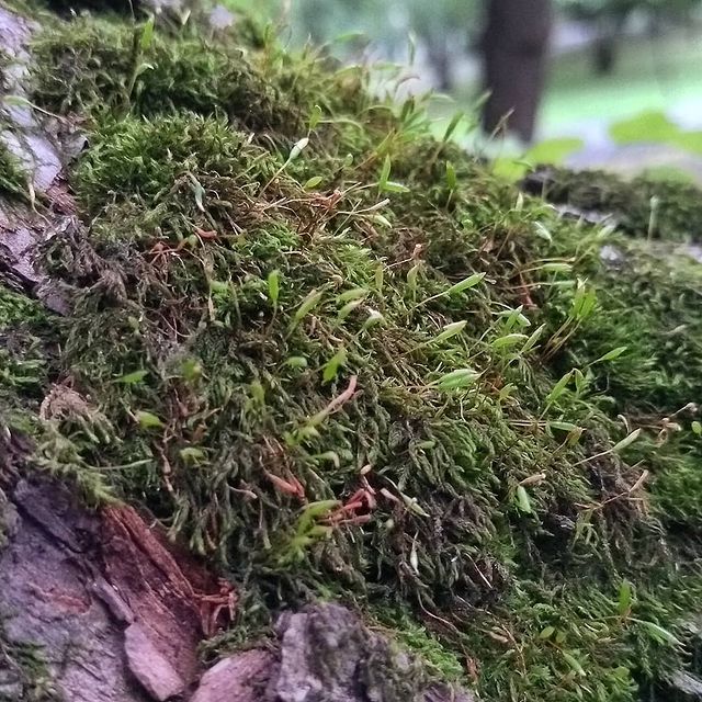 iadashkov в LOOKY. #мох,#зелень,#макро,#природа,#парк. #мох #зелень #макро ...