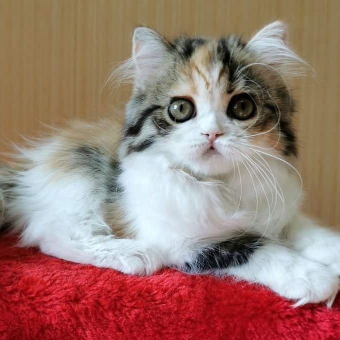 Вислоухие шотландские котята в LOOKY — фото 2