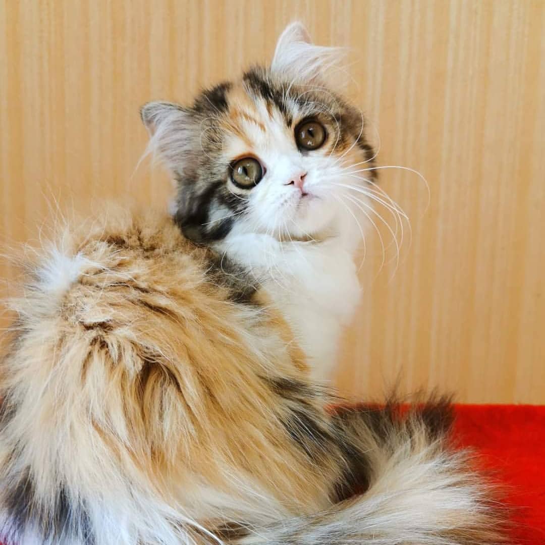 Вислоухие шотландские котята в LOOKY — фото 4