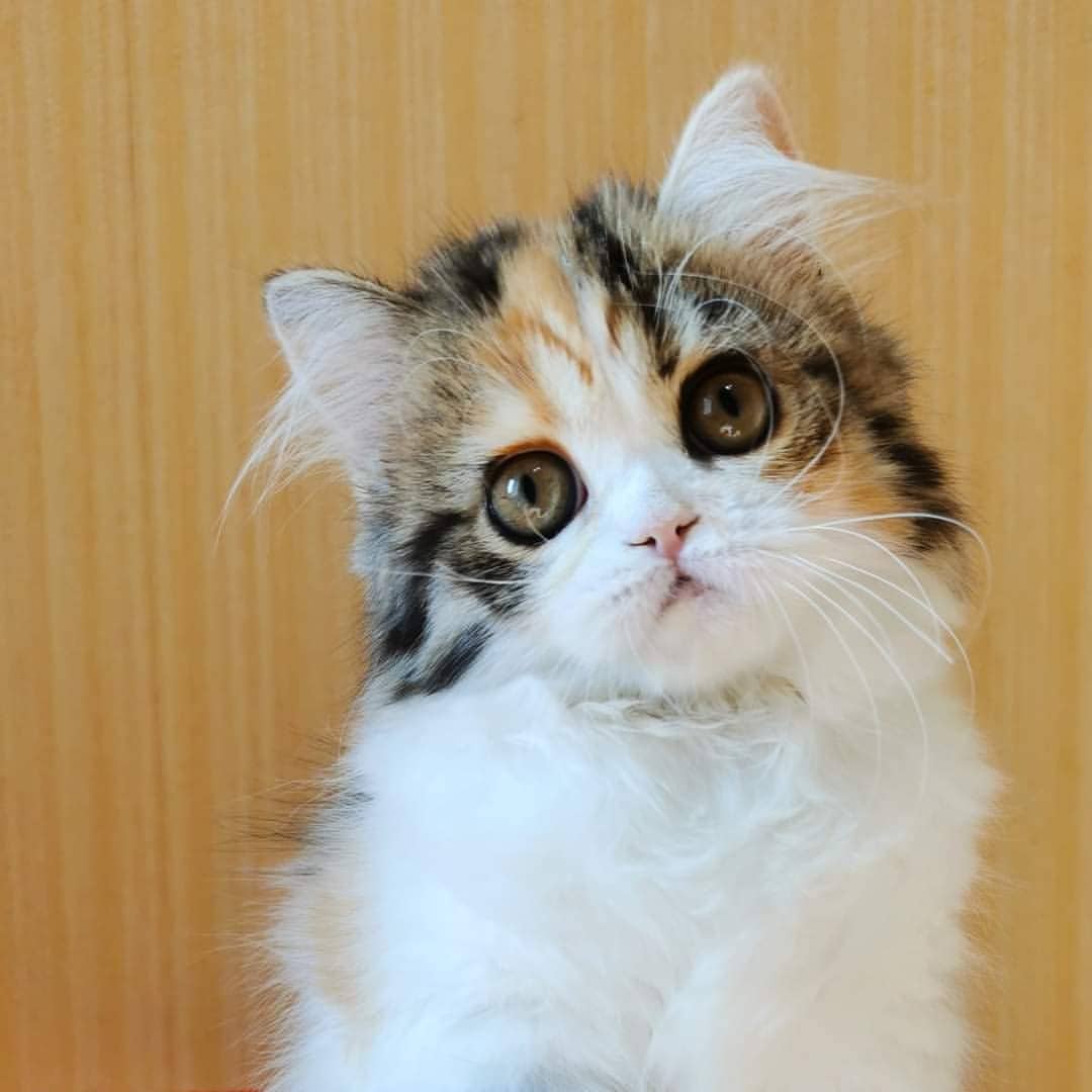Вислоухие шотландские котята в LOOKY — фото 3