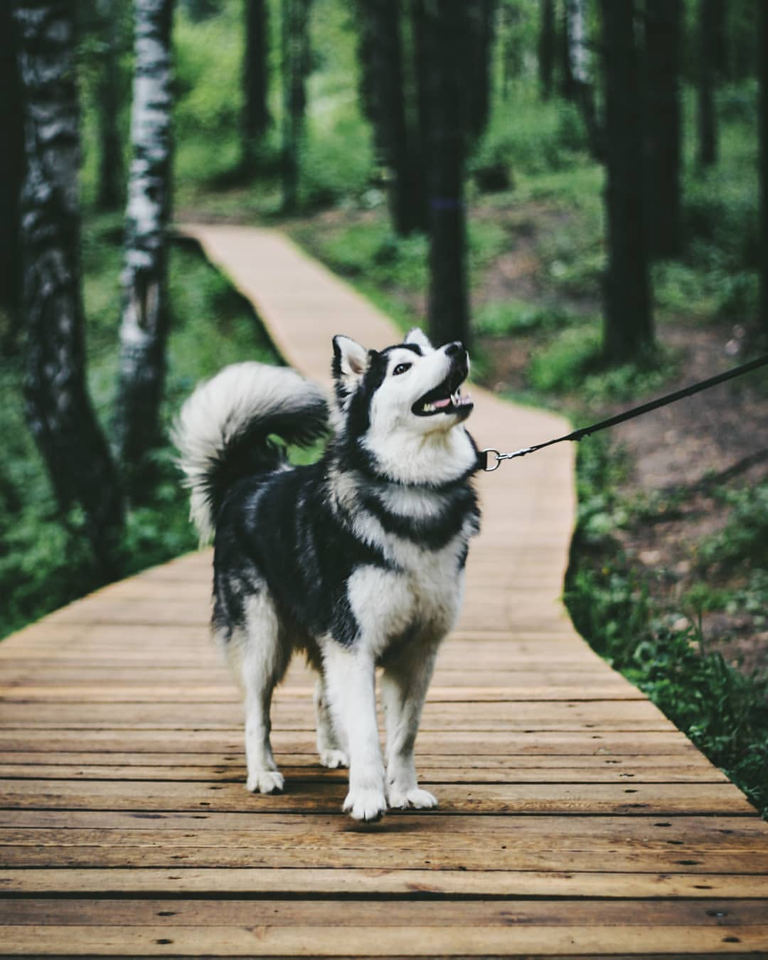 nasyadutova in LOOKY. #mydog,#my_dog,#krasnoyarsk,#huskylife,#beatiful,#huskylove,#хаски,#husky,#haski,#хась,#haskylove,#photooftheday,#white,#husk,#собака,#russia,#travel,#россия,#siberianhusky,#nature,#dogs,#photo,#puppy,#природа,#photooftheday,#beautiful,#отдых,#instagram. .
.
.
.
#dog #mydog ...