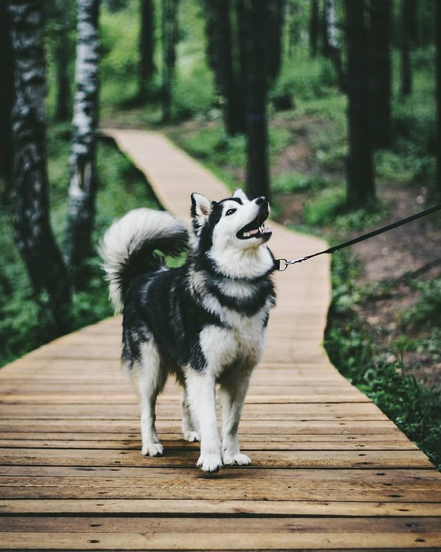 nasyadutova в LOOKY. #mydog,#my_dog,#krasnoyarsk,#huskylife,#beatiful,#huskylove,#хаски,#husky,#haski,#хась,#haskylove,#photooftheday,#white,#husk,#собака,#russia,#travel,#россия,#siberianhusky,#nature,#dogs,#photo,#puppy,#природа,#photooftheday,#beautiful,#отдых,#instagram. .
.
.
.
#dog #mydog ...