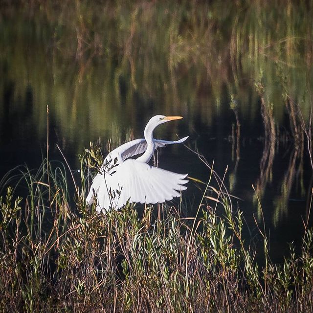 photo_mihalych в LOOKY. #natgeowild,#natgeotravel#naturephotography,#natureshots#shotwithlove,#bns_birds#eye_spy_birds,#birds_illife,#bird#nuts_about_birds,#pocket_birds#birds_adored,#nikonrussia#naturelovers,#birds,#birdlovers#birdstalker,#birding#birdingphotography,#wildlife#nature,#naturelovers,#egret,#whiteheron,#цапля,#белаяцапля. Белая цапля. Успел е...