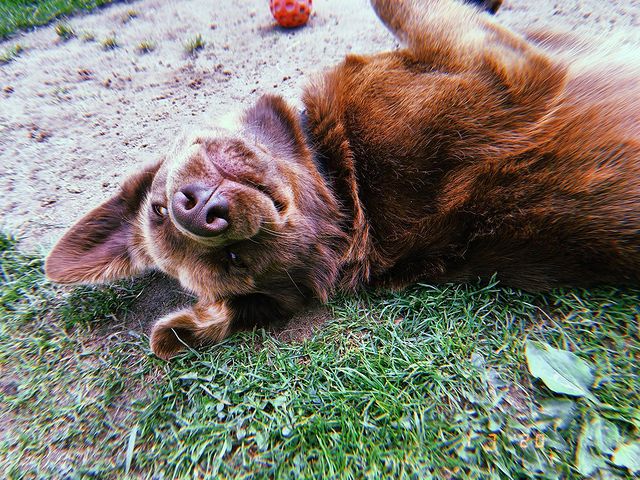 faqat_anji в LOOKY. . 🐶♥️