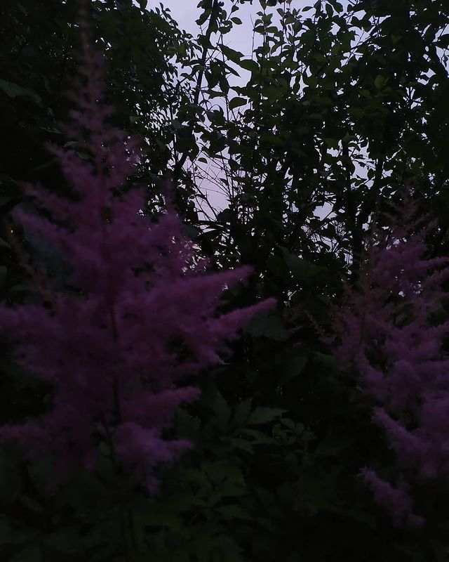 _misty_morning_ в LOOKY. . null