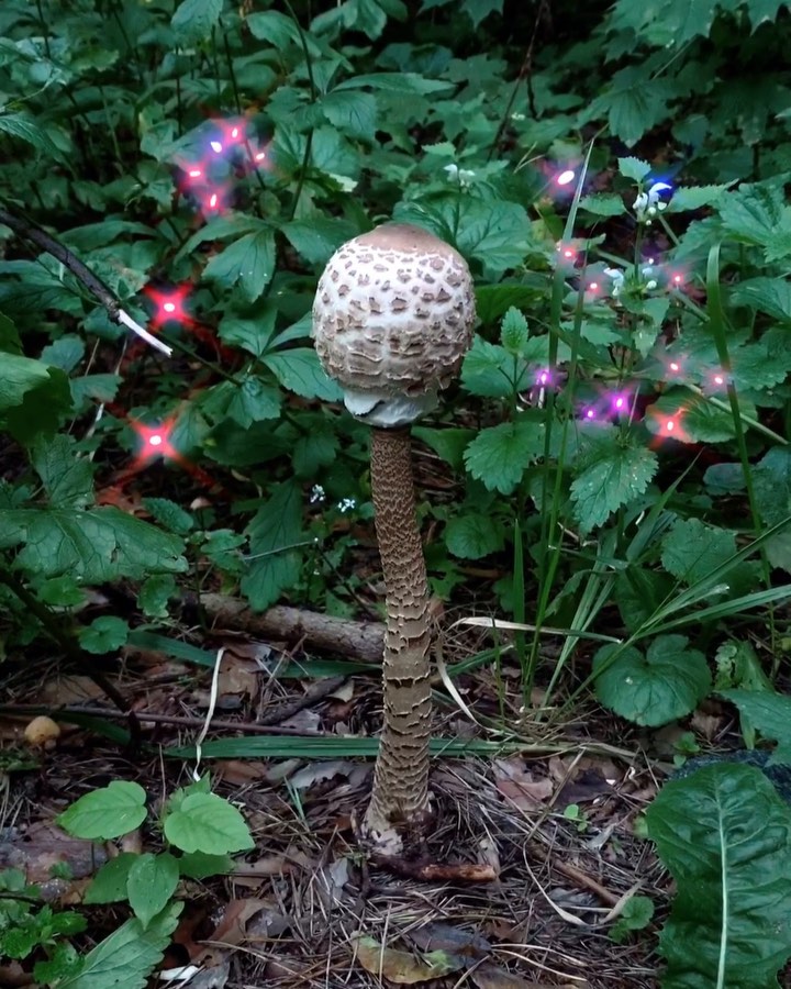 sophirome в LOOKY. #🍄,#грибзонтикпёстрый,#парасолька,#macrolepiotaprocera,#mushroomsociety. это парасолька!
.
.
...
