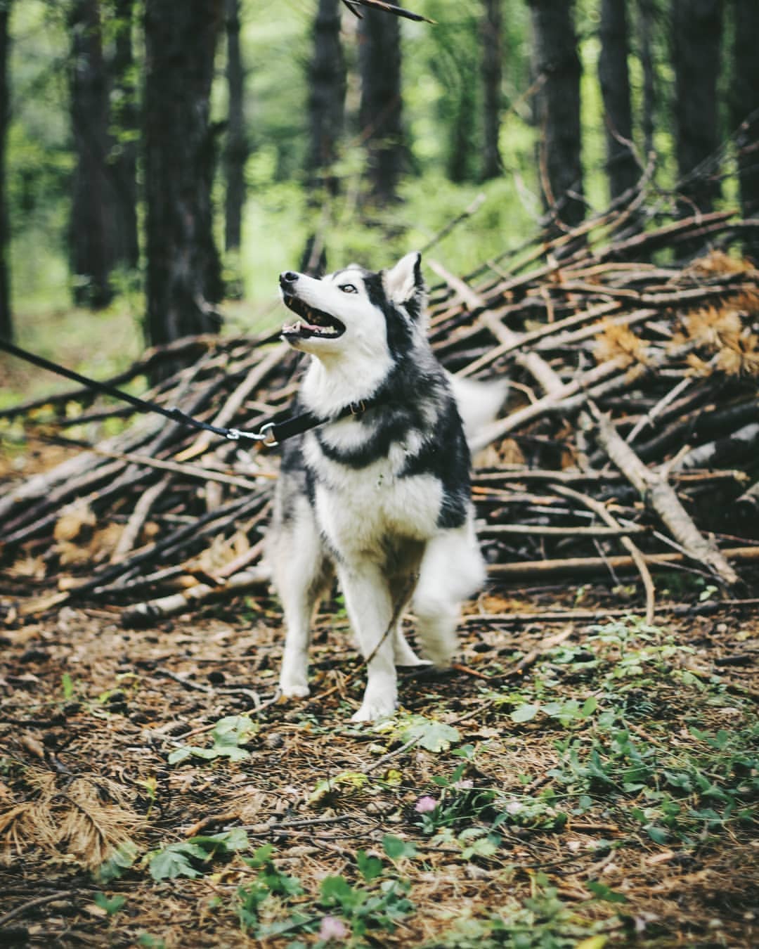 nasyadutova in LOOKY. #mydog,#my_dog,#krasnoyarsk,#huskylife,#beatiful,#huskylove,#хаски,#husky,#haski,#хась,#haskylove,#photooftheday,#white,#husk,#собака,#russia,#travel,#россия,#siberianhusky,#nature,#dogs,#photo,#puppy,#природа,#photooftheday,#beautiful,#отдых,#instagram. .
.
.
.
#dog #mydog ...