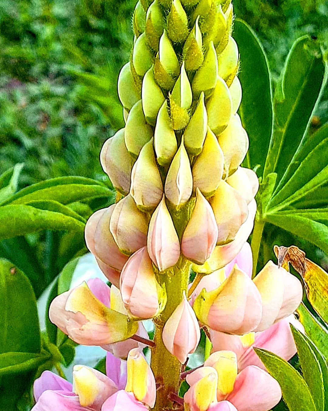antsiferovbreed в LOOKY — фото 5