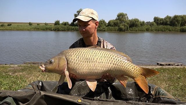 yug_fishing в LOOKY. #рыбалка,#карпфишинг,#краснодар,#кубань,#краснодарскийкрай,#отдых,#природа,#путешествия,#рыбалка2020. Погонял сегодня карп...