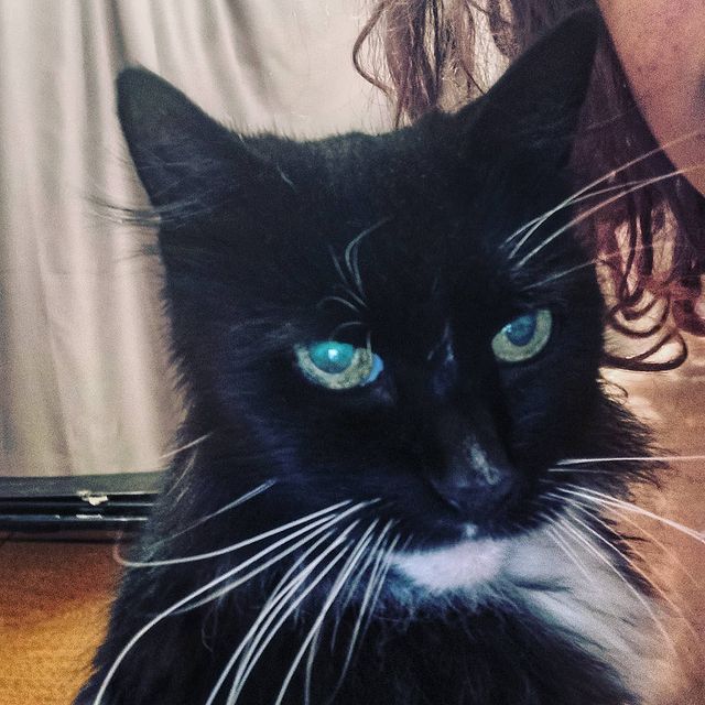 evgeniya_peregonceva в LOOKY. #новенькая,#Машка,#котики. Вчера в нашем доме п...