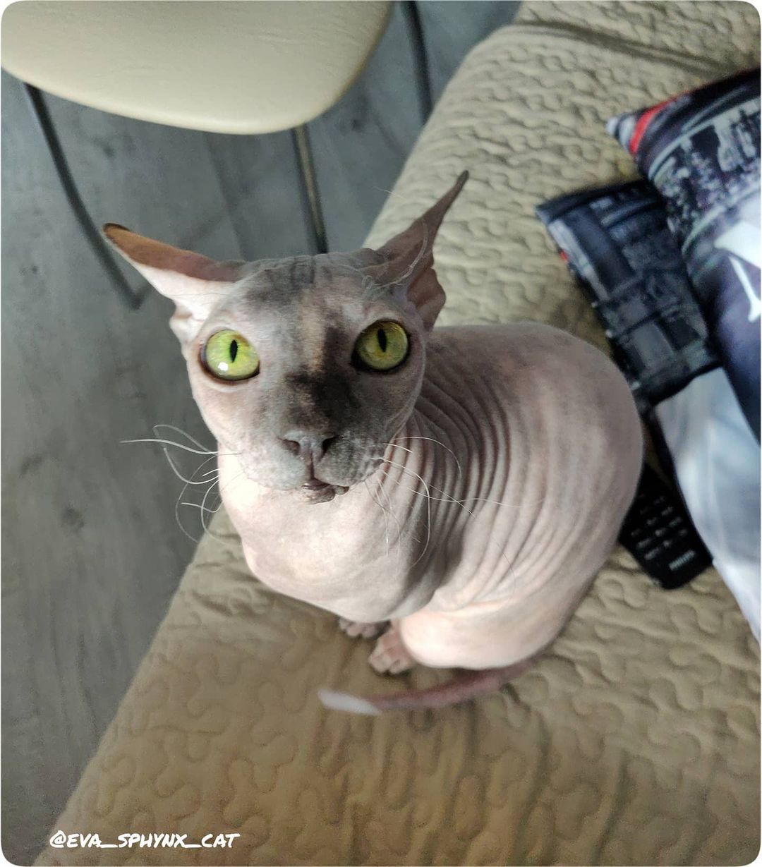 eva_sphynx_cat в LOOKY — фото 2