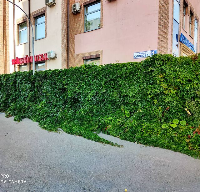 andreygorbachev в LOOKY. . Partenocissus захват...