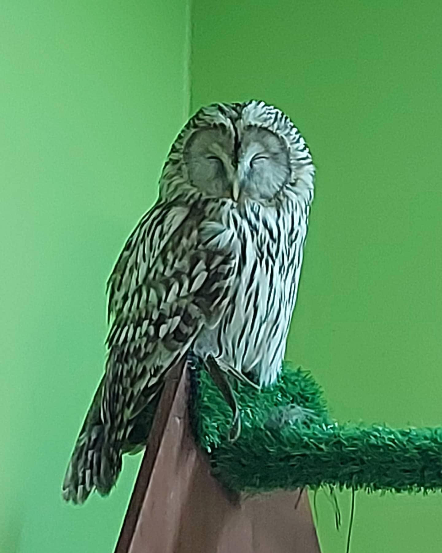 lana_owl_ в LOOKY — фото 6