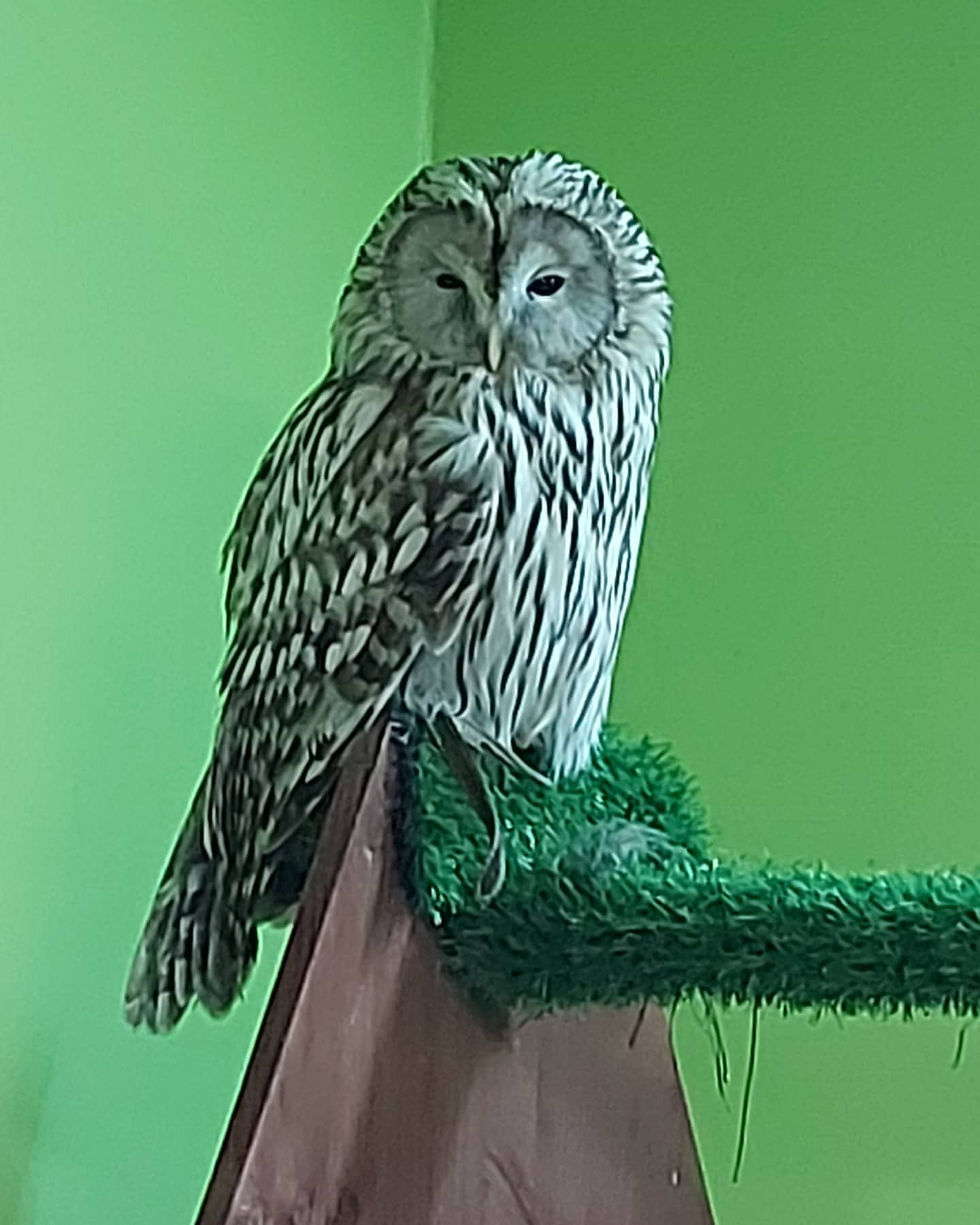 lana_owl_ в LOOKY — фото 5