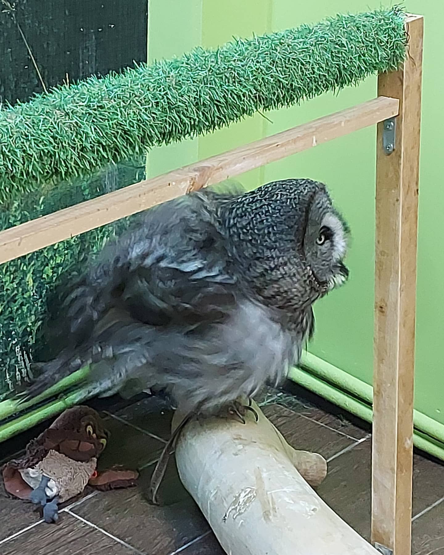 lana_owl_ в LOOKY — фото 9