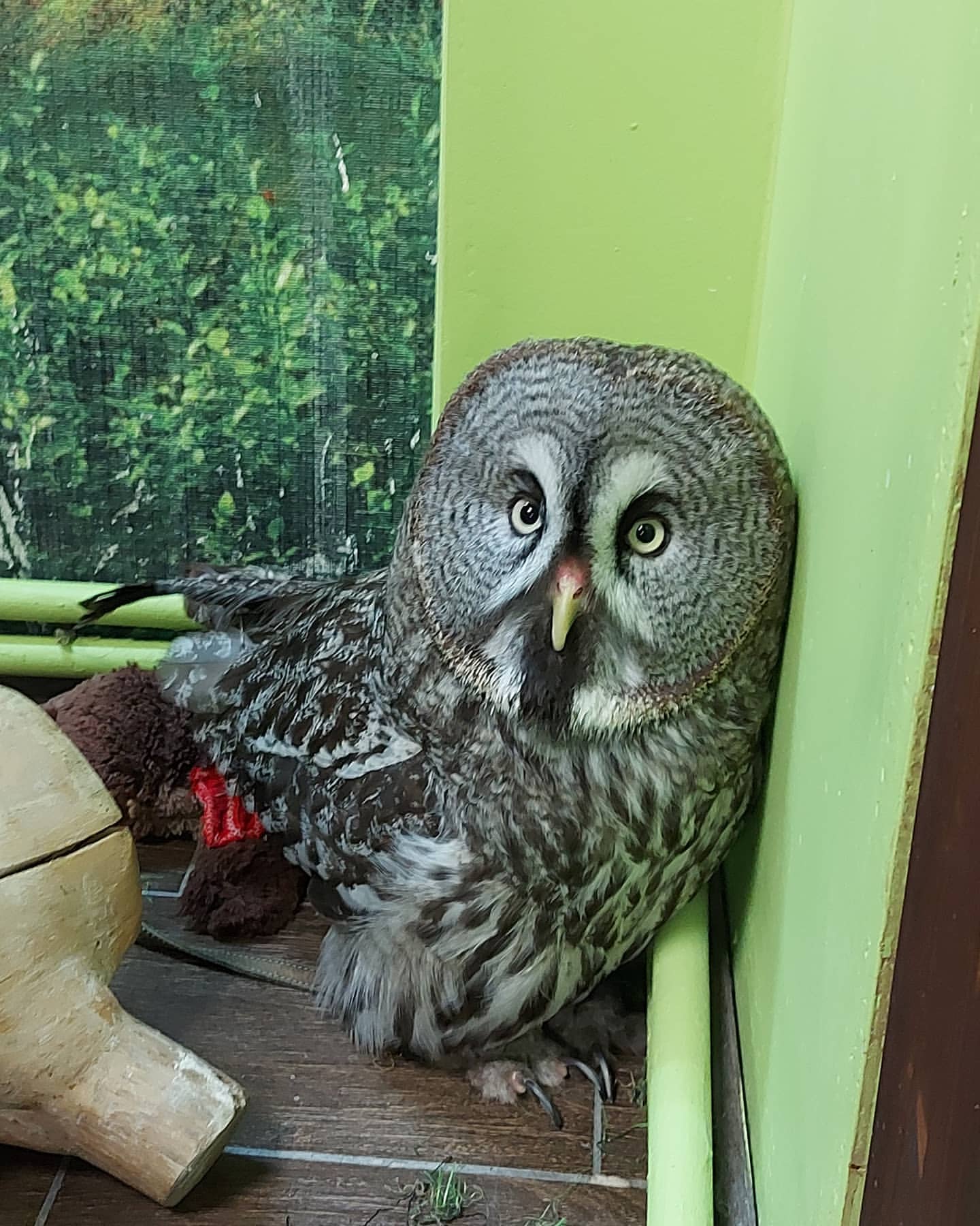 lana_owl_ в LOOKY — фото 10