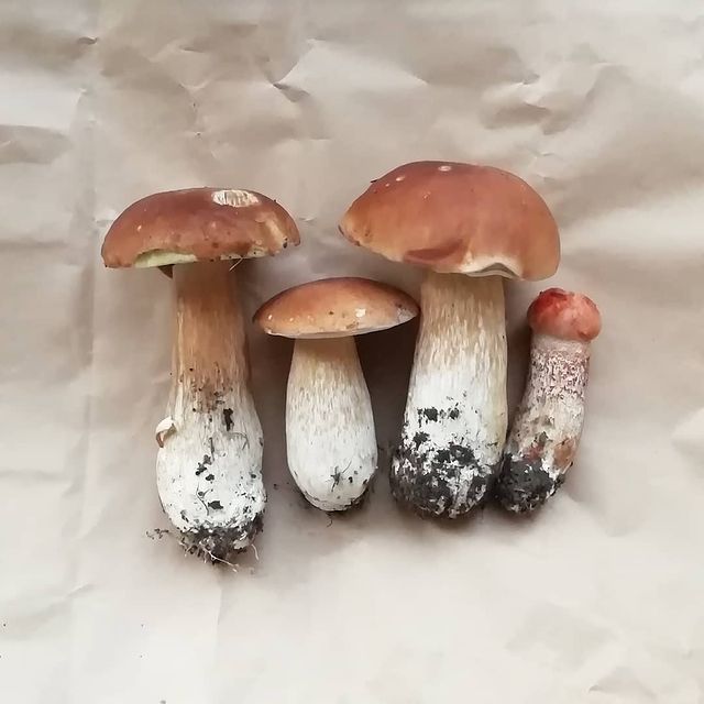 simundrik в LOOKY. . Ну не 70 штук, конеч...