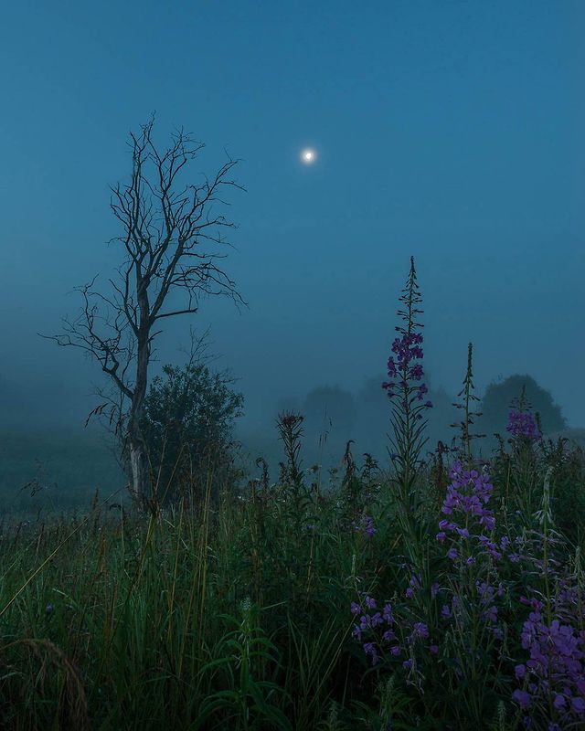 photo_mihalych в LOOKY. #walk_on_russia,#po_strane,#natureofrussiaru,#native_Russia,#loves_russia2,#rus_places,#russiaonline,#landscape_russia,#ruslavia,#showmerussia,#russia_photolovers,#rus_photos,#russia_ig,#photorussia,#russia_ww,#фотодляроссии,#russiamylove,#nikonrussia,#exceptional_pictures,#ig_fotografdiyari,#global_creatives,#got_greatshots,#globeshotz,#bestcaptureglobal,#bns_landscape,#ig_shotz,#natgeomagazineru,#topnature. Ночь. Луна. Дерево
#...
