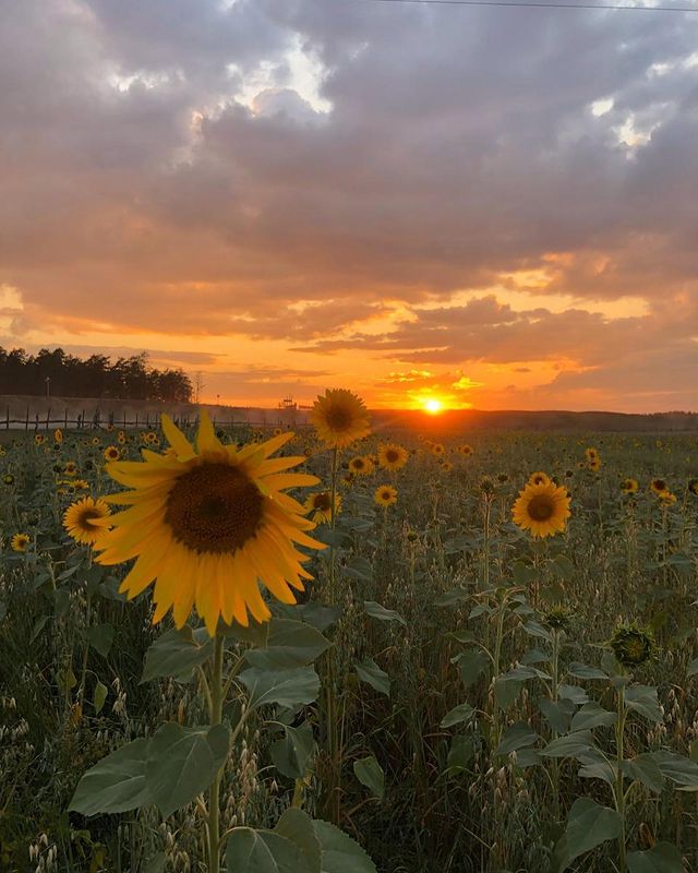 _saxaya_v_ в LOOKY. . 🌻🌻🌻 Красота сирдэ...