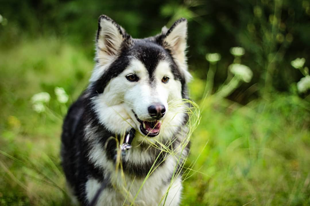 nasyadutova in LOOKY. #mydog,#my_dog,#krasnoyarsk,#huskylife,#beatiful,#huskylove,#хаски,#husky,#haski,#хась,#haskylove,#photooftheday,#white,#husk,#собака,#russia,#travel,#россия,#siberianhusky,#nature,#dogs,#photo,#puppy,#природа,#photooftheday,#beautiful,#отдых,#instagram. Кажется, Лисе надоел...