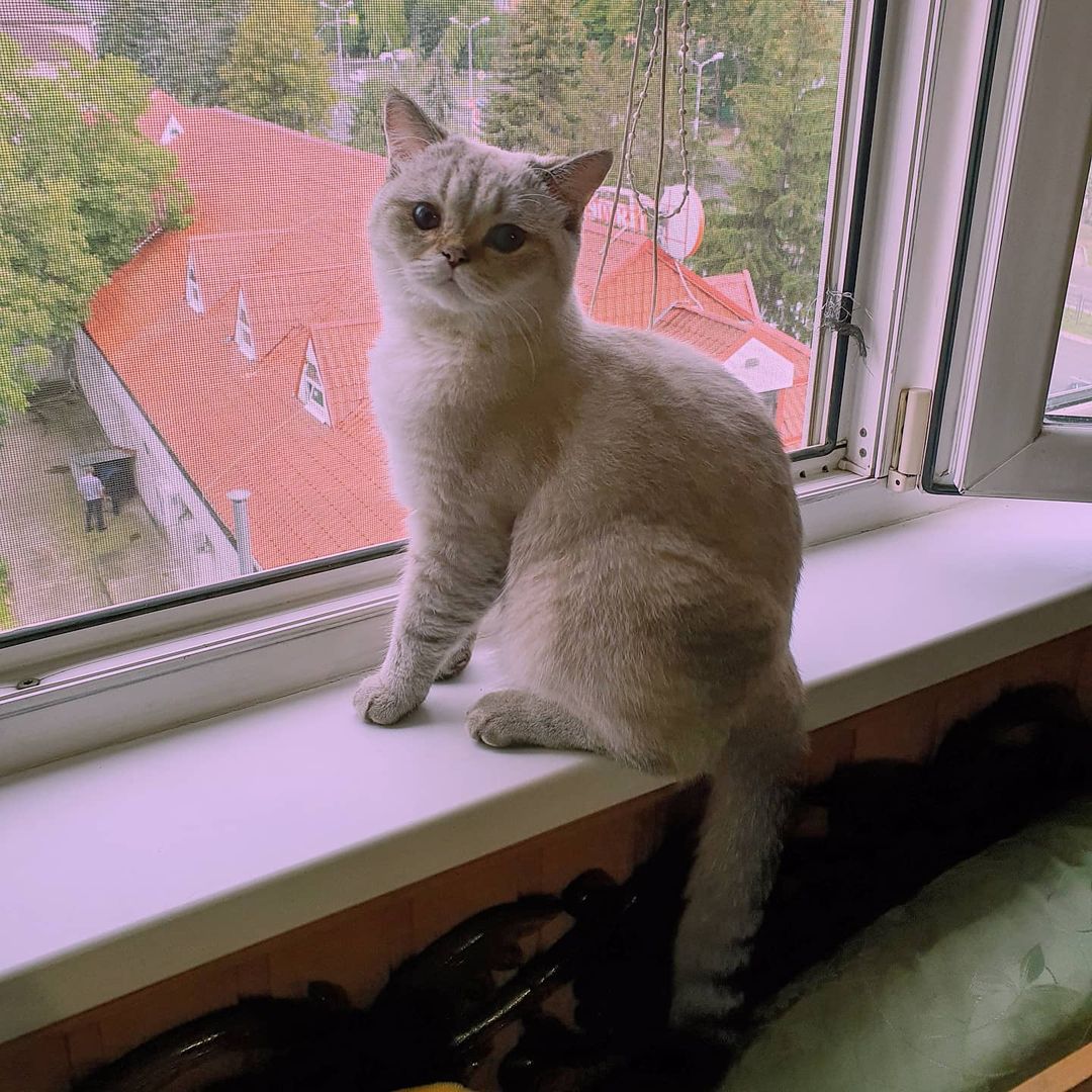 _cat_fomka_ в LOOKY — Грациозные лапки.
#котя#котикфомка #cat #котище #sleep #scot